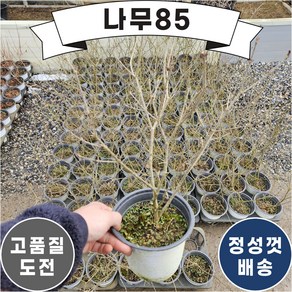 (나무팔오) 미스김라일락 5치 포트 (키 40cm내외), 1개