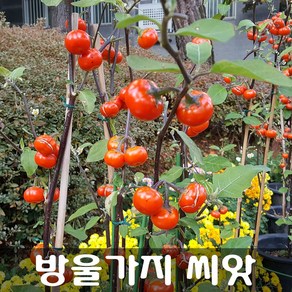 [해피플라워] 화초가지 방울가지 씨앗 300립 / 봄 여름 파종 꽃씨, 1개