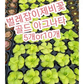 벌레잡이제비꽃-골드아그나타 5개 10개/벌레를 잡아먹는 식물에 대해 들어 본 적, 10개