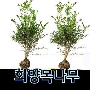 순희농장 회양목 회양목나무(50cm) 2개묶음, 연두, 2개