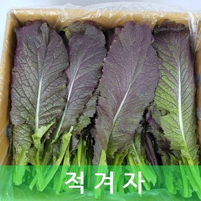 적겨자 2kg 내외 야채맘, 1개