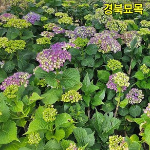 (경북묘목) 우수한품종의 수국나무묘목 분묘 포트묘 판매중, 1개, 제주수국 분묘 H.60cm 이상 분묘