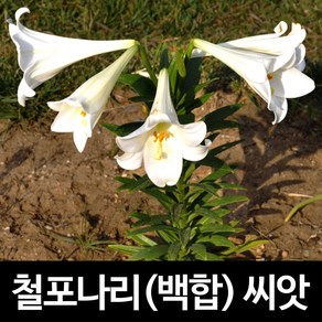 철포나리 씨앗 철포백합 흰백합 백합씨앗 꽃씨 20알