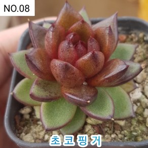 다육식물- 희귀 다육 100가지 모아보기, [NO. 08] 5.5cm 포트, 1개