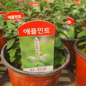 애플민트 10cm 포트 화분 허브모종 식용허브 허브키우기, 1개
