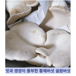 [국내산] 신선한 맛과 영양이 풍부한 명품 프리미엄 황제버섯 설원버섯, 1개, 600g 내외