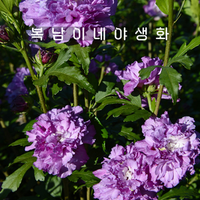 겹무궁화 퍼플 [1포트 복남이네야생화 모종 히비스커스 hibiscus], 1개