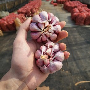 충청남도 씨마늘 홍산마늘 코끼리마늘종 육쪽마늘 홍산마늘종자 마늘종자, 1개, 난지형마늘(10개)