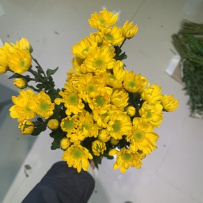 [사직생화] 금수 소국 생화 한단, 1개