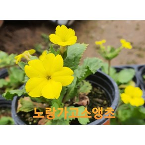 [지인야생화] g-앵초-가고소앵초(노랑)-소품, 1개