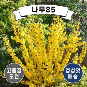 (나무85) 개나리 (미카토르) 9cm포트, 1개