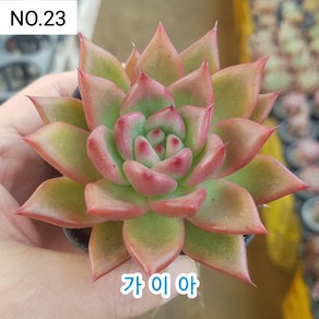 다육식물- 희귀 다육 100가지 모아보기, [NO. 23] 5.5cm 포트, 1개