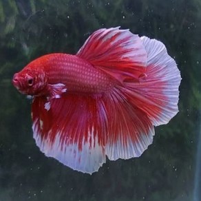 빅이어 베타 (big ea betta) [2마리-1쌍] - 색상 모양 패턴 랜덤, 1개, 10g