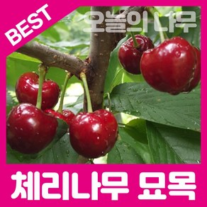 합리적 가격의 우수한 체리묘목(홍수봉 라핀 레기나 타이톤 등), 라핀(자가수정) 접목묘 중묘, 1개