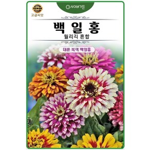 백일홍 종자모음, 1개