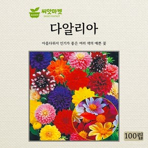 아람종묘 다알리아 씨앗 100립, 1개