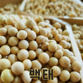 충북 충주 24년산 국산 메주콩 1kg 백태콩 두부콩 흰콩 두유콩 콩국수콩, 1개