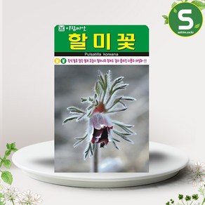 솔림텃밭몰 할미꽃씨앗 50립 할미꽃 꽃씨앗 꽃씨 야생화, 1개