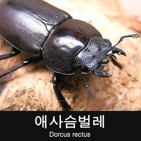 (초보사육용)애사슴벌레 암컷 25~29mm, 1개