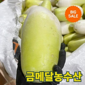 물가안정 금메달농수산 제주도 세척 월동무, 1개, 정품 10kg