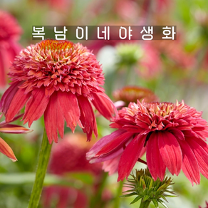 겹에키네시아 오렌지베리 [1포트 복남이네야생화 모종 에키나세아 echinacea], 1개