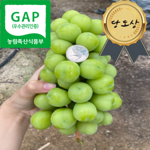 [당도인증/산지직송] GAP 인증 거창 고당도 가정용 선물용 큰 알 샤인머스켓 2kg(3~4수) 4kg(6~7수)