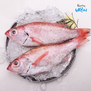 손질 금태(눈볼대) 350g 전후, 1개