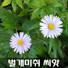 [해피플라워] 야생화 벌개미취 씨앗 300립 / 봄 여름 가을 파종 꽃씨