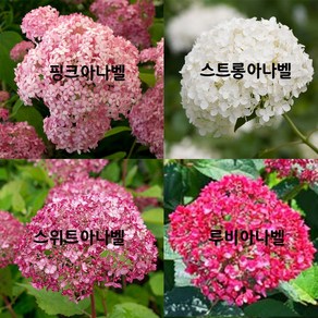 [서진스토어] 아나벨 수국 4종모음 중 선택1개 5치화분(루비아나벨 스위트아나벨 스트롱아나벨 핑크아나벨 )개화주, 1개