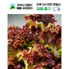 [국내산 친환경 저탄소][당일생산] 지리산 고랭지 꽃상추 꽃적상추 쌈채소, 1박스, 1kg