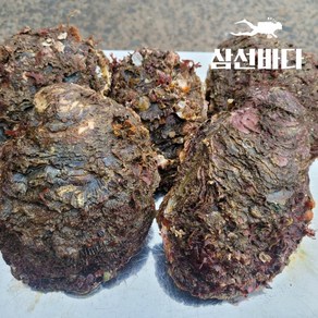 바위굴 원물 5kg (집에서 까기 어려원요) 직접채취 산지직송 당일조업, 1개, 자연산 바위굴 5kg(12-15미내외)