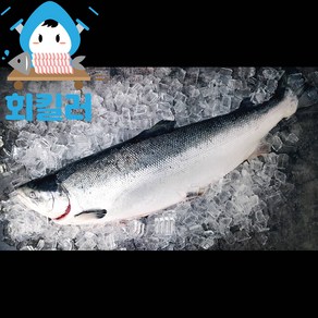 회킬러 HACCP 슈페리어등급 노르웨이 생연어 원물 라운드 통마리 연어회 한마리 6~7kg