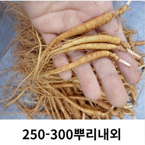 인삼 삼계탕인삼 삼계탕수삼 삼계탕재료 수삼 250-300뿌리 인삼 수삼파삼 삼계탕용수삼, 세척( x), 1개, 750g