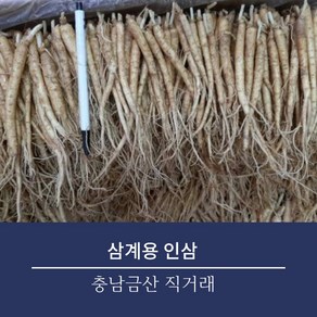 금산 수삼 인삼 삼계탕용 갈비탕용 삼계인삼 실삼계 무료세척, 1개, 세척(0), 01.잔삼계 500g (20-30개내외)