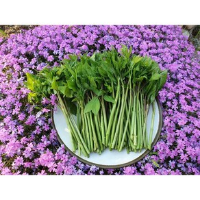 오가피순 [강원도 영월] 홍가네농장 2kg/1box, 1개