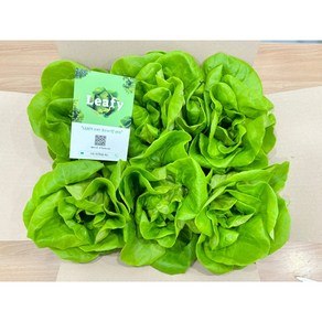 LEAFY 리피 버터헤드 1kg 유럽형 프리미엄 샐러드 상추 쌈채소 - 산지직송 당일수확 당일배송 [무농약 친환경]