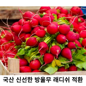 국내산 신선한 래디쉬 300g 500g 1kg 2kg 국산 싱싱한 적환무 방울무 래디시 적환 레디쉬 빨간무 생레데쉬 샐러드채소, 1.8kg, 1개