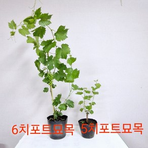 머루나무묘목 토종산머루 야생산머루 2년차포트묘목 3년차포트묘목