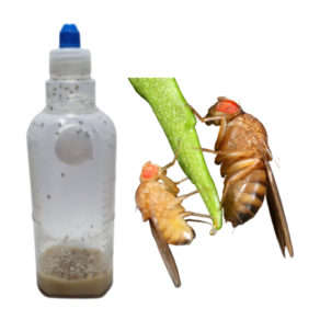 [먹이용 초파리] 사마귀 새끼 개구리 도마뱀, 1개, 10ml, 50마리(큰초), O