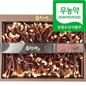 [문상영 버섯] 무농약 녹각영지버섯 500g, 1박스