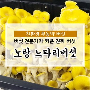 무농약 당일수확 노랑느타리버섯 800g