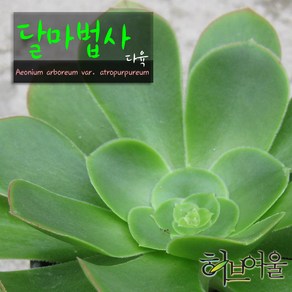 [허브여울다육] 달마법사 (에오니움 목대하나) 지름 9cm 소품다육화분, 1개