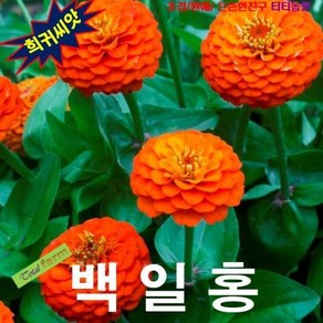 백일홍 엘레강스 Oange King 20립 씨앗 구근 모종 꽃씨 봄 여름 가을 겨울 희귀 심는꽃 야생화, 1개