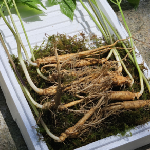 [한국명품산삼] 진짜 100% 지리산 산양삼 5-6년근 산지직송 선물용 장뇌삼 산양산삼, 5-6년근 10뿌리, 1개, 10g