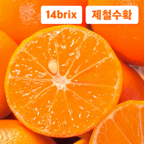 [제주꾼] 초특가 제주 카라향 고당도선별 상큼 카라향 카라향, 1박스, 2kg