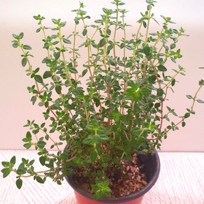 레몬타임 10cm 포트화분 식용허브 허브키우기, 1개