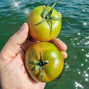 [농협인증100%] 대저짭짤이토마토 대저토마토, 1개, 짭짤이 대저토마토 S (2.5kg)