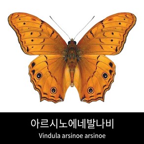 아르시노에네발나비표본 Vindula arsinoe arsinoe