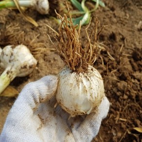 일반 마늘보다 순하고 달콤한 맛 산지직송 국내산 대왕 점보마늘 통마늘 코끼리마늘, 1박스, 1kg