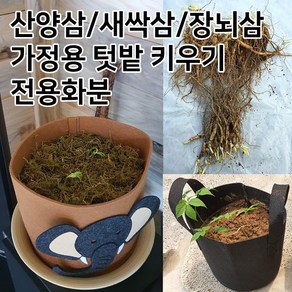 장뇌삼 3년근모종 장뇌삼 묘삼 삼모종 산삼 인삼 모종 부직포화분 /정직한사람들